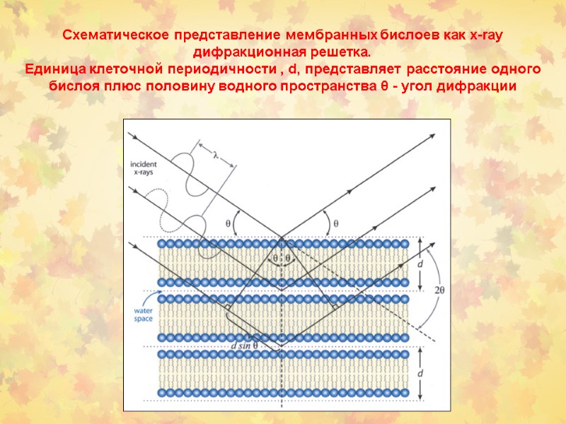 Схематическое представление мембранных бислоев как x-ray дифракционная решетка.  Единица клеточной периодичности , d,